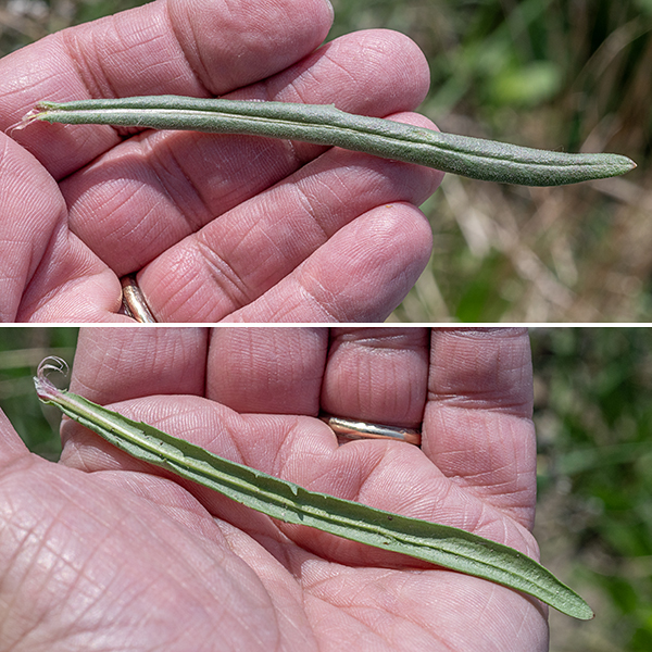 Narrow-leaf hawksbeard starts as an overwintering rosette of basal leaves, each about 6" long and 1" wide with a short stalk and a pointed tip; they appear very similar to dandelion leaves. The lower stem leaves are mostly stalkless with more irregular, pointed lobes; higher on the stem, the leaves become smaller and very narrow (as little as 1/4"), losing most of the lobes except for a pair of small pointed auricles ("ears") that are characteristic of this species.