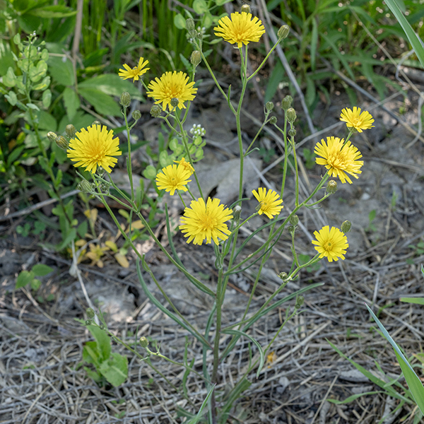Narrow-leaf hawksbeard is a weedy-looking plant that reaches a size of 8-40". Native to Siberia, it was introduced (likely inadvertently) to Canada in 1890 and has since spread across the northern half of North America. It is considered invasive. Flowers occur in a panicle (usually arising from a leaf axil) with up to 20 dandelion-like flowerheads.