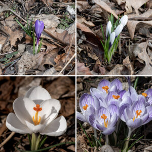 Spring crocus (Crocus vernus) is native to alpine regions of Europe, but widely escaped from domestic gardens in the U.S. Given its early blooming and short duration, it probably qualifies as a "spring ephemeral." The plant is short (4-6") but blooms before most other plants emerge. the leaves are 3-6" long and less than 1/4" wide, dark green with a distinctive silver-white medial stripe. Flowers are up to 6" tall, bell-shaped, 1-1.5" wide with six white to purple tepals in two overlapping whorls of three; the stamens are white with long yellow or orange anthers, the styles are yellow-orange, three-lobed, with a fringe of narrow processes. You'll know it when you see it.