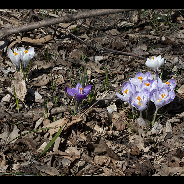 Spring crocus (Crocus vernus) is native to alpine regions of Europe, but widely escaped from domestic gardens in the U.S. Given its early blooming and short duration, it probably qualifies as a "spring ephemeral." The plant is short (4-6") but blooms before most other plants emerge. The leaves are 3-6" long and less than 1/4" wide, dark green with a distinctive silver-white medial stripe. Flowers are up to 6" tall, bell-shaped, 1-1.5" wide with six white to purple tepals in two overlapping whorls of three; the stamens are white with long yellow or orange anthers, the styles are yellow-orange, 3-lobed, with a fringe of narrow processes. You'll know it when you see it.