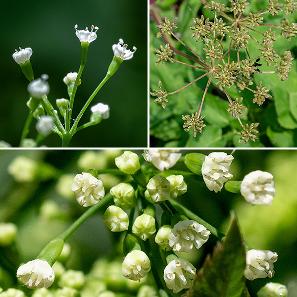 Honewort's inflorescence is a compound umbel 1.5-3" across of tiny (1/8") flowers. Each flower has five stamens with creamy-yellow anthers, and one or two light green, conical pistils; the five petals are usually curled in. In Jackson Park, flowers of honewort have two conical styles, whitish to greenish, that are shorter than the petals.