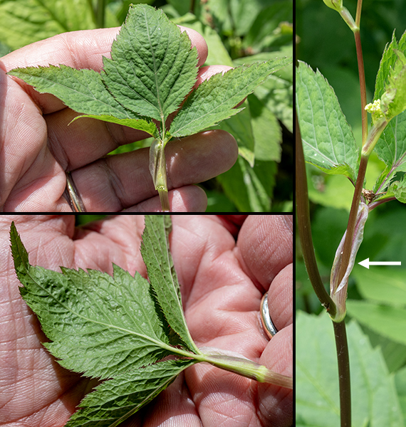 Honewort leaves are compound, trifoliate, with leaflets that are doubly serrated, pointed, oval overall, with winged petiolules; the lower leaves have petioles and leaflets that may themselves be lobed; the upper leaves are sessile. The petioles of the leaves have extensive membranous sheaths. Honewort is common in early summer in shaded areas on Wooded Island; because the flowers are so small, honewort is easiest recognized by the prominent sheath around the petioles.