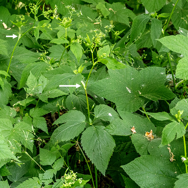 Honewort is a woodland, shade-loving plant 1-3' tall. The petioles of the leaves have extensive membranous sheaths. Honewort is common in early summer in shaded areas on Wooded Island; because the flowers are so small, honewort is most easily recognized by the prominent sheath around the petioles.