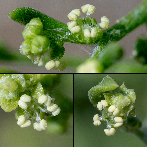 Winged pigweed flowers are whitish-green, sessile, and 1/16" across; the flowers have five inward-curving sepals that cover the ovaries, five stamens, and a flattened ovary with 2-3 styles. Flowers may contain only a pistil or both a pistil and stamens; if the latter, the creamy-yellow anthers are prominent.