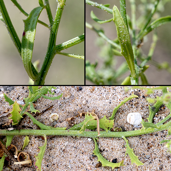 Winged pigweed stems may either be circular or angular in section, pale green, covered with wooly hairs when young. The leaves are alternate, 1-3" long and 1/4-3/4" across, pale green, oval to oblong with shallow, sharp-tipped lobes, often with undulating margins (reminiscent of holly). Leaves may be sessile or have 1/2" pedicles.