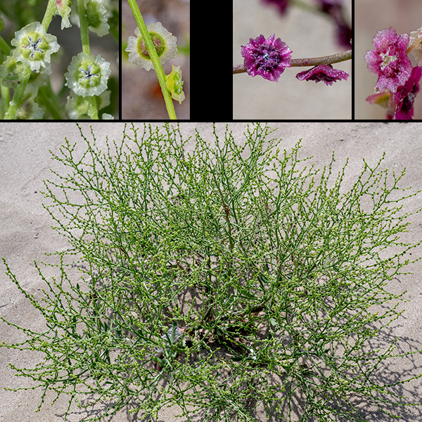 Winged pigweed is a denizen of the local sandy beaches that gets up to 6" to 2.5' tall and isabundantly branched; the plant can be as wide as it is tall. Dead plants in the fall and winter may present surprising red stems and seedheads. Seeds are flattened discs with a membranous edge. In the fall, the plant may break off its roots and blow across the beach as a tumbleweed, scattering its seeds. This plant is the only species in its genus.