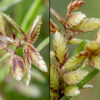 Shining flatsedge is an attractive plant up to 10" tall with sprawling culms up to 8" long, triangular in section. The flower spike (inflorescence) has 2-7 strikingly laterally-flattened spikelets 1/4-1/2" long; each spikelet has 8-18 reddish-brown floral scales arranged in two opposing rows, each covering a floret consisting of 2-3 stamens, an ovary, and a split style which may protrude 1-2 mm beyond the scales. The plant is wind pollinated.