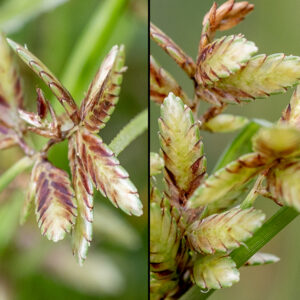 Shining flatsedge is an attractive plant up to 10" tall with sprawling culms up to 8" long, triangular in section. The flower spike (inflorescence) has 2-7 strikingly laterally-flattened spikelets 1/4-1/2" long; each spikelet has 8-18 reddish-brown floral scales arranged in two opposing rows, each covering a floret consisting of 2-3 stamens, an ovary, and a split style which may protrude 1-2 mm beyond the scales. The plant is wind pollinated.