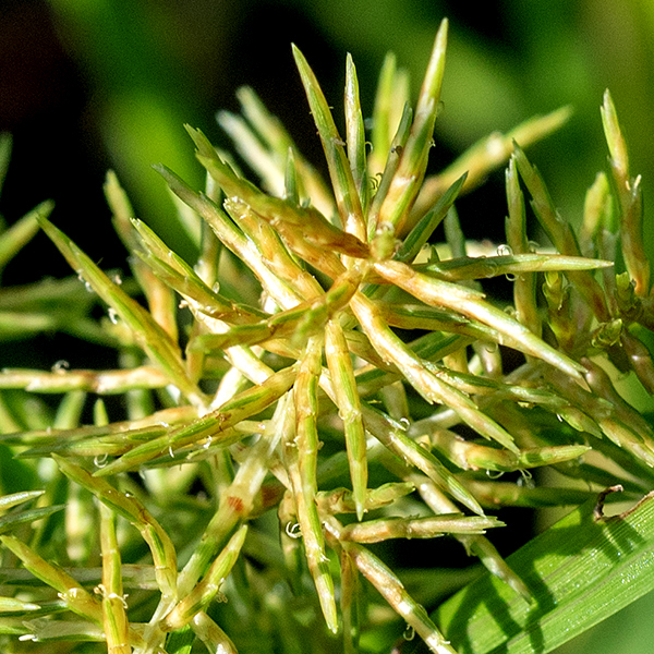 Yellow nut sedge flower spikes are 2-3" long with spikelets sticking out at 90° to the axis and 90° to each other around the axis (producing four somewhat irregular rows down the axis). The axis itself is flattened with narrow wings. Individual spikelets are 1/2-3/4" long, yellow- or golden-brown, flattened, with from10-30, 2-3 mm long scales, each covering a floret. Each floret has a white, tripartite style with curly ends (the stigmas) and three stamens with yellowish-brown anthers; the flowers are wind pollinated.