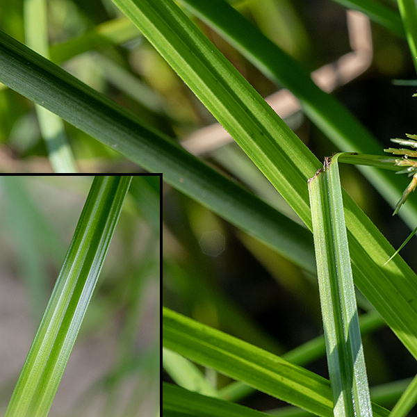 Yellow nut sedge has an unbranched central stem (culm) 6-24" tall, triangular in section, and largely covered by the leaf sheaths. Leaves are more concentrated near the base of the stem. Leaves are 1.5' long, 8 mm across and spreading rather than erect, with a conspicuous V-shaped channel along the midline. Leaves are light green, and the leaf sheaths are whitish-green, with some red near the base; both are hairless.
