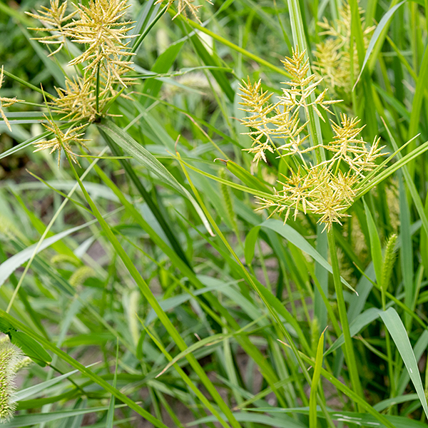 Yellow nut sedge has an unbranched central stem (culm) 6-24" tall, triangular in section. The central stem terminates in an umbel of flower spikes, some sessile, some on stalks of their own; at the base of the umbel are several narrow bracts, V-shaped in section, one as long or longer than the umbel, the rest of varying lengths. Don't ask me why this is a "nut sedge" rather than a "flat sedge" like the other two members of the genus Cyperus in Jackson Park — beats me.