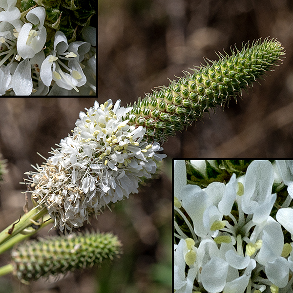 White prairie-clover produces 1-3" long spikes of flowers and flower buds which open progressively from the base of the spike to the tip. Individual flowers are tiny (about 1/4" across), pea-like, white, with five petals (one much larger than the other four); five white stamens with pale yellow anthers protrude beyond the edge of the flowers.