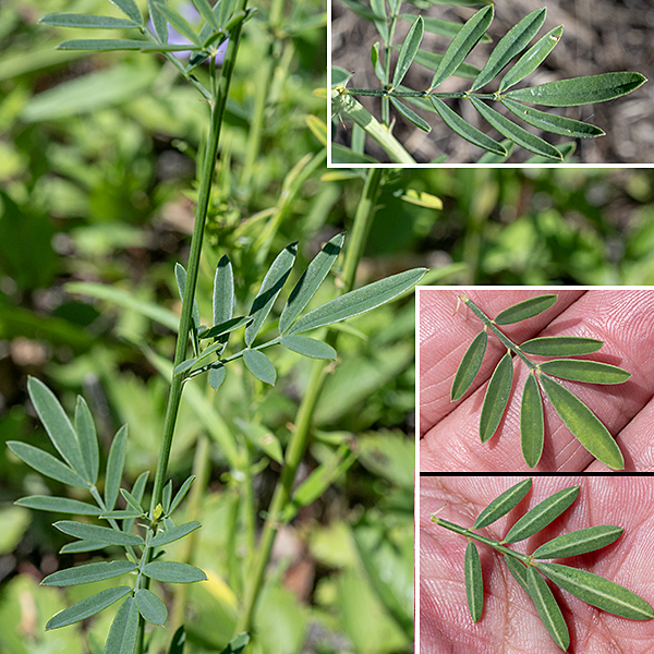 White prairie-clover has odd-pinnate compound leaves, 2-7" long, composed of 3-9 long, narrow (~1/4"x1"), pale green, hairless leaflets with sharp points and scattered translucent spots. The compound leaves insert alternately on a tall (1-2.5') stem with light longitudinal lines.