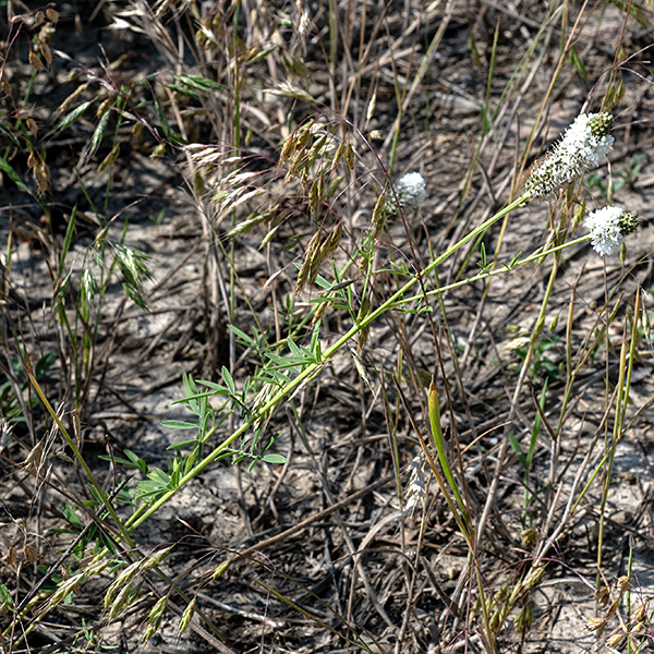 White prairie-clover is not a true clover, but it is a legume that produces short pods. It has odd-pinnate compound leaves, 2-7" long, composed of 3-9 long, narrow (~1/4"x1"), pale green, hairless leaflets with sharp points and scattered translucent spots. At the apex of the stem is a 1-3" long spike of flowers and flower buds which open progressively from the base of the spike to the tip. The only similar local plant is purple prairie-clover, which has purple flowers, broader (1/4" vs. 1/8" wide) hairless leaflets, and darker foliage. White prairie-clover begins to bloom about two weeks earlier and is less common than purple prairie-clover.