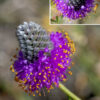 At the apex of a purple prairie-clover stem is a 1-2.5" long spike of flowers and flower buds which open progressively from the base of the spike to the tip. Individual flowers are tiny (1/4" across), pea-like, deep magenta in color, with five purple petals (one much larger than the other four). Five stamens with golden anthers protrude beyond the edge of the flowers.