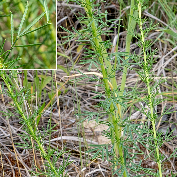 Purple prairie-clover's odd-pinnate compound leaves are composed of 3-7 long, narrow (1/8"x1"), dark green, hairy leaflets with sharp points and scattered translucent dots; the leaves insert alternately on the tall (1-3') ridged stem.