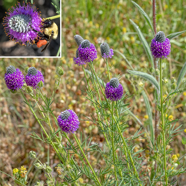 Purple prairie-clover is not a true clover, but it is a legume that produces two-seeded pods. The only similar local plant is white prairie clover, which has white flowers, pale yellow anthers, broader (1/4" vs. 1/8" wide) hairless leaflets, and lighter foliage.