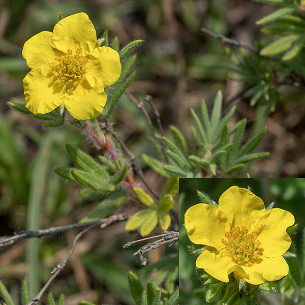 Shrubby cinquefoil flowers are 3/4-1.5" across, bright yellow, with petals that are circular and overlap, 15-20 stamens with golden anthers, and numerous pistils clumped in the center. The five sepals are largely hidden behind the petals; only the sepal's tips protrude.