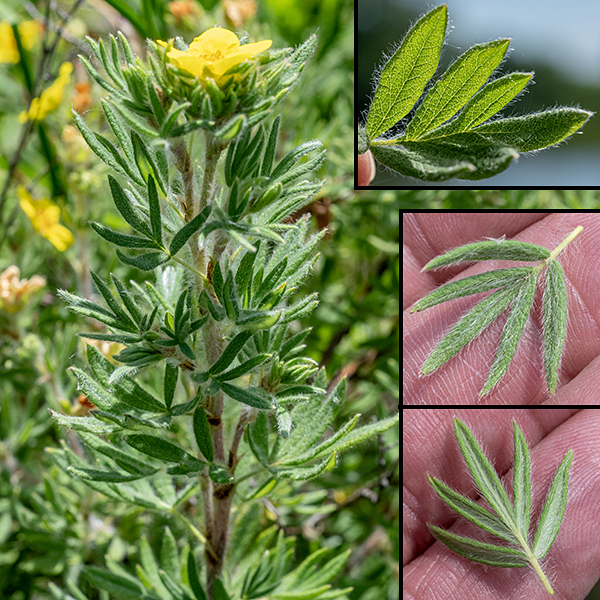 Shrubby cinquefoil leaves are alternate, 1/2-1" long, hairy on both surfaces, and divided into 3-7 (usually 5) narrow, elongate pinnate lobes (some appear palmate) with pointed tips; the margins of the leaves are smooth, not toothed, and rolled towards the leaf's underside. The leaves are dark green on top, paler and silvery on the underside, and have short petioles.