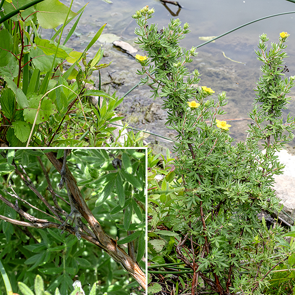Shrubby cinquefoil is a highly branched, woody shrub which, despite the common name, is not really a cinquefoil. The bark of the woody branches is very shabby looking, reddish- to grayish brown with tattered edges. Shrubby cinquefoil prefers wet, sandy habitats.