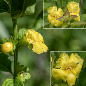 Mullein foxglove has an odd-looking but very attractive flower that always makes me think of Burt Lahr's Cowardly Lion in the (1939) Wizard of Oz. Individual flowers are about 1/2-3/4" long and across with a basal green calyx decorated with five blunt teeth. The bright yellow, tubular corolla terminates in five spreading lobes; the upper two lobes are reflected backwards, while the lower three lobes (presumably) function as a landing pad for pollinators (mostly bumblebees). From the front, the opening into the corolla is largely obscured by numerous fine yellow hairs that tend to hide the stamens (present in two distinct lengths) and the single style with a two-lobed stigma.