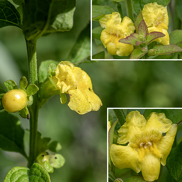 Mullein foxglove has an odd-looking but very attractive flower that always makes me think of Burt Lahr's Cowardly Lion in the (1939) Wizard of Oz. Individual flowers are about 1/2-3/4" long and across with a basal green calyx decorated with five blunt teeth. The bright yellow, tubular corolla terminates in five spreading lobes; the upper two lobes are reflected backwards, while the lower three lobes (presumably) function as a landing pad for pollinators (mostly bumblebees). From the front, the opening into the corolla is largely obscured by numerous fine yellow hairs that tend to hide the stamens (present in two distinct lengths) and the single style with a two-lobed stigma.
