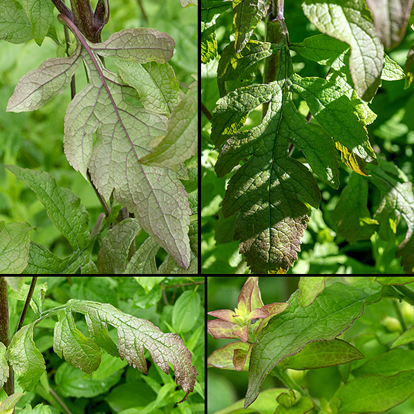 Mullein foxglove stems bear two kinds of leaves — (1) pinnately-lobed, deeply-cleft, coarsely toothed leaves in the lower regions of the plant and (2) elongate, lance-shaped leaves with smooth margins in the upper regions. Both are mostly hairless.