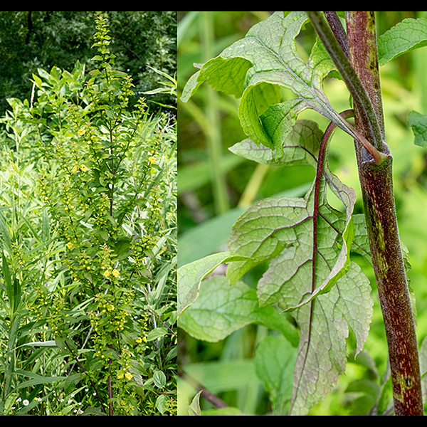Mullein foxglove is (a) not a foxglove, and (b) hemiparasitic, using its smaller roots to tap oak roots for water and (probably) nutrients. Plants range from 4-7' tall in Jackson Park with green to reddish-green, fuzzy, four-angled stems bearing two kinds of leaves — (1) pinnately-lobed, deeply-cleft, coarsely toothed leaves in the lower regions of the plant and (2) elongate, lance-shaped leaves with smooth margins in the upper regions.
