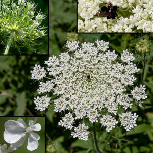 Queen Anne's lace is probably the most widely known exotic, a plant introduced from Europe. The inflorescences are the familiar flat compound umbels 2-5" across made up of hundreds of tiny flowers; beneath the umbel are bracts up to 2.5" long, very narrow, and superficially pinnate with three or more lobes. Individual flowers are <1/8" across, with five white petals, a reddish ovary topped by two white styles, and five white stamens. Flowers near the edge of umbels are often asymmetrical, with the petals towards the free edge larger. Not uncommonly, a single flower in the center of the compound umbel has reddish-purple to nearly black petals.  The fruit is a ribbed seed with long stiff hairs along the ribs; the entire umbel closes over the immature fruits like a fist to protect them as they mature.