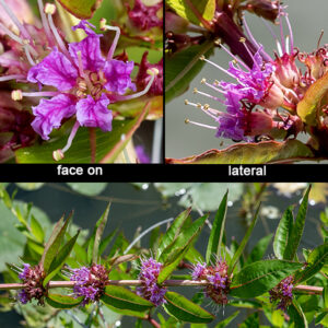 Decodon verticillatus