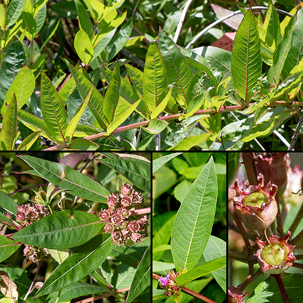 Swamp loosestrife leaves are opposite or (in Jackson Park) in occur in whorls of 3-4; they are elliptical and pointed on both ends, with a short petiole.