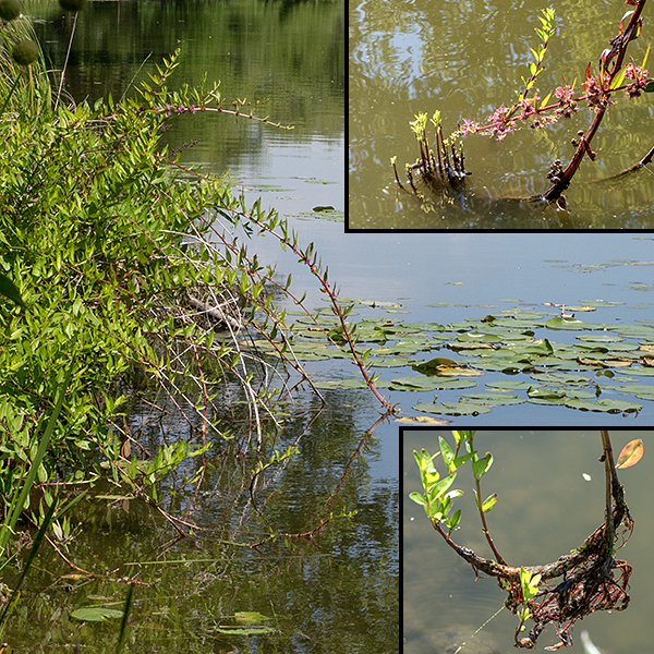 Swamp loosestrife produces impressive arching stems that are 3-10' long, pale green, and typically unbranched; the plants are often seen growing in shallow water. Swamp loosestrife may re-root where the tip of the stem touches the ground or the mud.