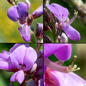 Showy tick-trefoil flowers are about a 1/2" tall and 1" long, pea-like with five petals — an upper petal (banner or standard) with two elongate, yellowish-cream spots at its base, two lower petals (wings) forming a chamber perpendicular to the upper petal, and another pair of petals forming a "keel" within the wings. Emerging from between the wings and keel is a stout, upward-curved, white tube that bears a single style and several stamens at its tip.