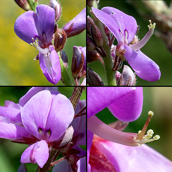 Showy tick-trefoil flowers are about a 1/2" tall and 1" long, pea-like with five petals — an upper petal (banner or standard) with two elongate, yellowish-cream spots at its base, two lower petals (wings) forming a chamber perpendicular to the upper petal, and another pair of petals forming a "keel" within the wings. Emerging from between the wings and keel is a stout, upward-curved, white tube that bears a single style and several stamens at its tip.