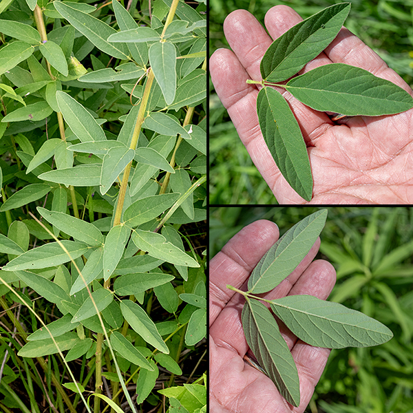 Showy tick-trefoil leaves are trifoliate-compound; each of the three leaflets is grayish green, twice as long as wide (up to 3.5" long), oblong with rounded tips, widest at the base, with a short petiole. The underside of the leaflets is covered with hooked hairs that help the leaflets stick to other plants, clothing, or fur.