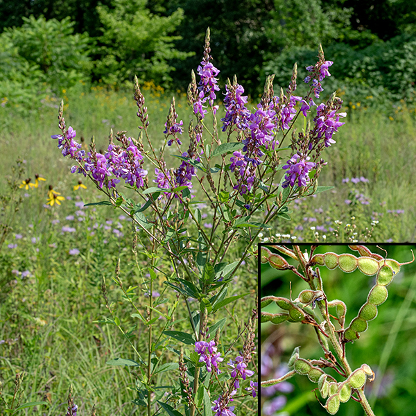 Showy tick-trefoil is a bushy plant, spectacular in bloom, that reaches heights of 3-4'. The stems are green, circular in section, densely covered with fine white hairs, and with reddish vertical striations on the main stems. The fruits are loments (seed pods) with 3-5 segments. Both sides of the loment are flat; the top edge is nearly straight, and the bottom edge is convex. The remains of the pistil are attached at the tip of the seed pod with the pistil's curve still apparent. The loments are densely covered with hooked hairs that attach the loments to the clothing or fur of passers-by.