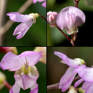 Pointed-leaf tick-trefoil flowers are a little over 1/4" long, pea-like, with four (or five) rose-pink petals — a banner (parallel to the other petals), two lateral wings, and a tube-like keel formed from either a single petal folded lengthwise or two fused petals (opinions differ). Emerging from between the wings and keel is a stout, upward-curved, white tube that bears a single style and several stamens at its tip.