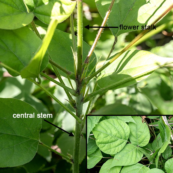 Pointed-leaf tick-trefoil produces a single 6-8" tall stem in populations in Jackson Park. (The stem is larger in other locations — up to 1'.) The stem is topped by an apparent whorl (pseudo-whorl) of 5-6 trifoliate leaves, topped in turn by a raceme of flowers. (Note that flower stalk emerges from the top of pseudo-whorl of leaves, not from base as in naked-flowered tick-trefoil.) Each trifoliate leaf is 2-5" long and 1.5-3" across with a slender 1.5-5" long petiole; leaflets are dark green, generally oval with long, pointed tips. The lateral leaflets are attached to a 1/4" long petiolule, the medial leaflet is attached to a 1-3" long petiolule.