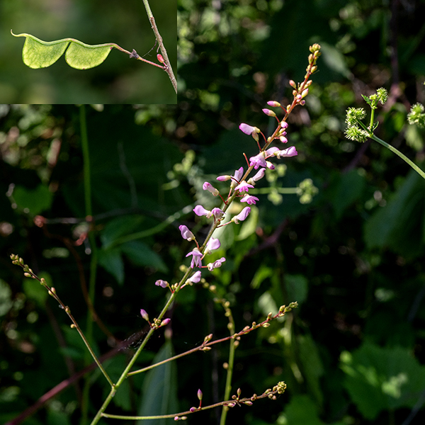 Pointed-leaf tick-trefoil is not a showy plant (unlike the other tick-trefoils in Jackson Park). The flower-bearing stalk is 1-2' long, medium green to reddish-brown and covered with short, stiff hairs.  Loments (seed pods) are 1/2-1.5" long with 1-5 segments covered in hooked hairs, each segment separated from the others by a short (a millimeter or two) stipe making the loment look rather like 2-5 flags flying from a irregular flagpole. Both sides of the loment are flat; the top edge of each segment is concave, the bottom edge is convex or angular-convex.