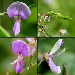 Panicled tick-trefoil flowers have an upright banner (standard) with one or two patches of yellow-green near its base and two lateral wings that enclose the two petals that form the median keel; a robust column bearing the style and several stamens on its end pokes up through the keel and wings. The loments (seedpods) are covered in robust, hooked hairs, are 1/2-1.5" long, and have 2-6 rounded, incompletely separated segments; the segments are slightly convex on top and markedly angular-convex on the bottom.