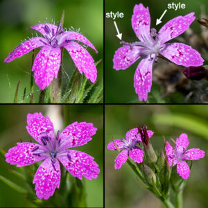 Deptford pink flowers are 1/4-1/2" across with hairy petals that are pink with white dots, 10 stamens with purplish-pink anthers, and two 1 cm long, filamentous styles; the rounded tips of the petals are toothed. The calyx is long (3/4") relative to the size of the corolla, tubular, and hairy with five thin extensions; narrow bracts lie more or less parallel to the elongated calyx. No other local flower looks anything like Deptford pinks.