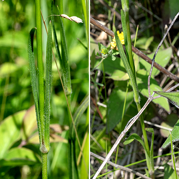 Deptford pink leaves are hairy, very slender (~1/8") and long (~3"), sessile, with bases of leaf pairs that wrap around the stem, forming a swollen, hairy sheath.