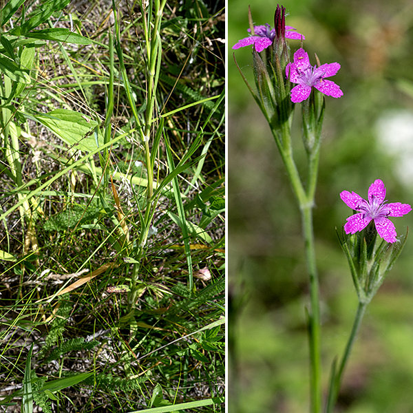 Deptford pink is a tall (1-2.5'), slender herbaceous plant; stems are green, round in section, hairless except for a patch of white hairs beneath each (opposite) pair of leaves. This species is a European exotic that has escaped from cultivation.