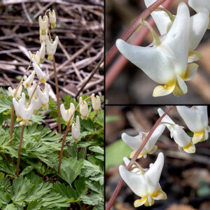 The flowers of Dutchman's breeches are unmistakable — white (rarely pink) triangular flowers with two necter spurs angled laterally at 45° to the vertical (the "trouser" legs). Up to a dozen (usually 3-6) 3/4" flowers hang from flower stalks (a raceme) that arch over the leaves 4-8" tall; at the underside of the flowers are two yellow, wing-like lobes with the stamens and pistil emerging from between the lobes.