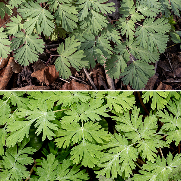 Dutchman's breeches leaves are all basal, typically two for each flower stalk, greyish- or blueish-green, and divided into three primary leaflets; the primary leaflets are each divided into three secondary leaflets, and those in turn are subdivided into elongate lobes. The leaf petioles and the flower stalks are pale red or brown and hairless.