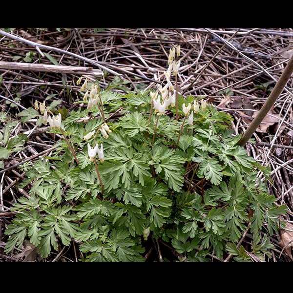 The flowers of Dutchman's breeches are unmistakable — white (rarely pink) triangular flowers with two necter spurs angled laterally at 45° to the vertical (the "trouser" legs). The seeds are dispursed by ants, which carry the 2 mm long seeds back to their nests for the attached food reward. The foliage is toxic to mammals.  Dutchman's breeches are one of the "spring ephemerals" that make April so wonderful.
