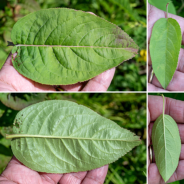 Northern bush honeysuckle leaves are opposite, egg-shaped, 2-5" long, with long, pointed tips. The leaf edges finely toothed (serrated) and hairy.