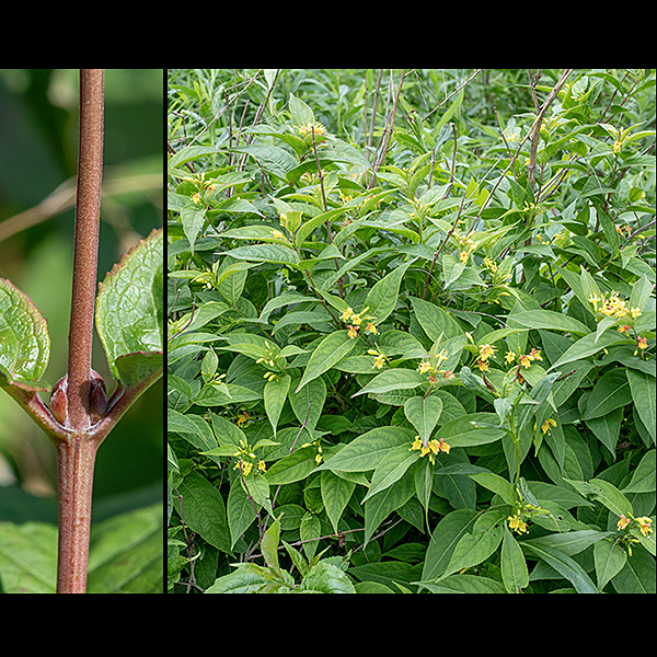 Northern bush honeysuckle is native shrub  (not a true honeysuckle) 3-5' tall; it is unrelated to invasive honeysuckles like Amur honeysuckle (Lonicera maackii). Young stems are four sided, reddish, not hollow (unlike the invasive honeysuckles). The leaves are opposite, egg-shaped, 2-5" long, with long, pointed tips; the leaf edges finely toothed (serrated) and hairy.