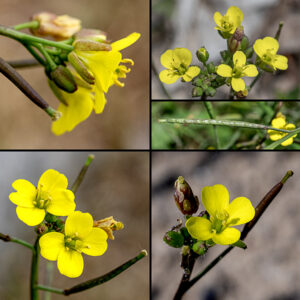 Annual wallrocket flowers occur on the tips of the stems. Each flower has four bright-yellow, oblong petals about 1/4" long with rounded tips; five light-green stamens with yellow anthers; and a green, stout pistil with an expanded, rough-textured stigma. The fruits are elongate (3/4-1"), narrow (1.5-2.5 mm), cylindrical siliques.