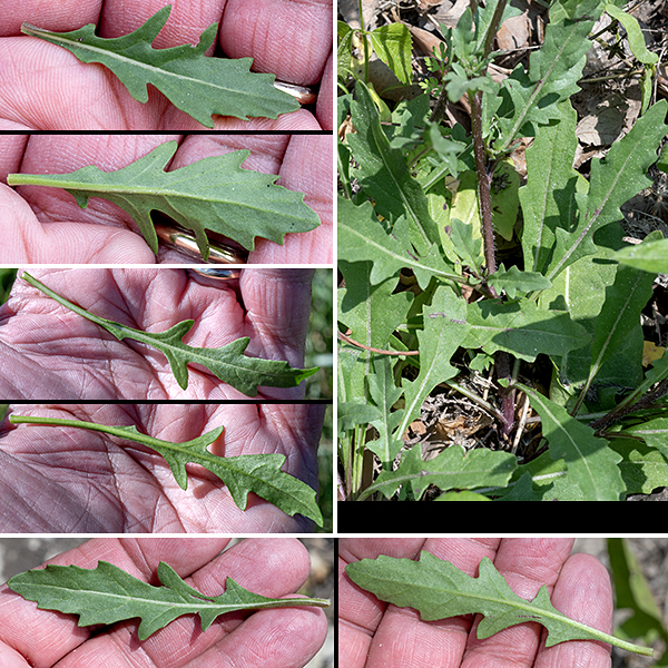 Annual wallrocket produces erect, moderately hairy stems 8-20" tall arising from a whorl of basal leaves; each basal leaf is 1-3.5" long and 3/8-1.5" across, elliptical to egg-shaped, pinnatifid with 2-4 lobes on each side. The stem leaves are rare, sessile or have short petioles, either smooth or dentate margins, and multiple lobes like the basal leaves but shallower.